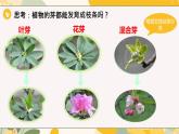 【核心素養(yǎng)目標(biāo)】冀少版初中生物八年級(jí)上冊(cè)5.1.3《芽的發(fā)育》課件+教案表格式