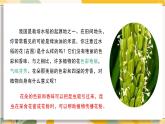 【核心素養(yǎng)目標(biāo)】冀少版初中生物八年級(jí)上冊(cè)5.1.4《開(kāi)花結(jié)果》課件+教案表格式