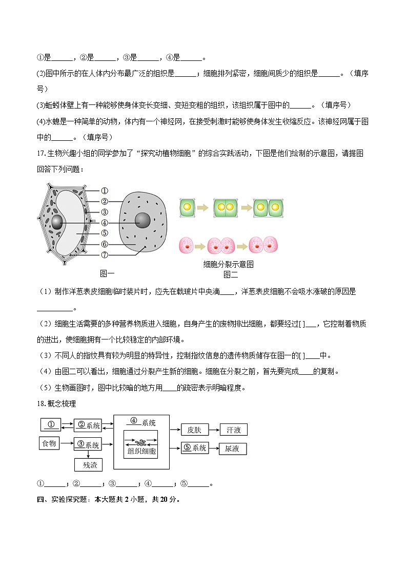 第一单元 3.2 动物体的结构层次   同步练习（含解析）人教版（2024）初中生物学七年级上册 (第3页