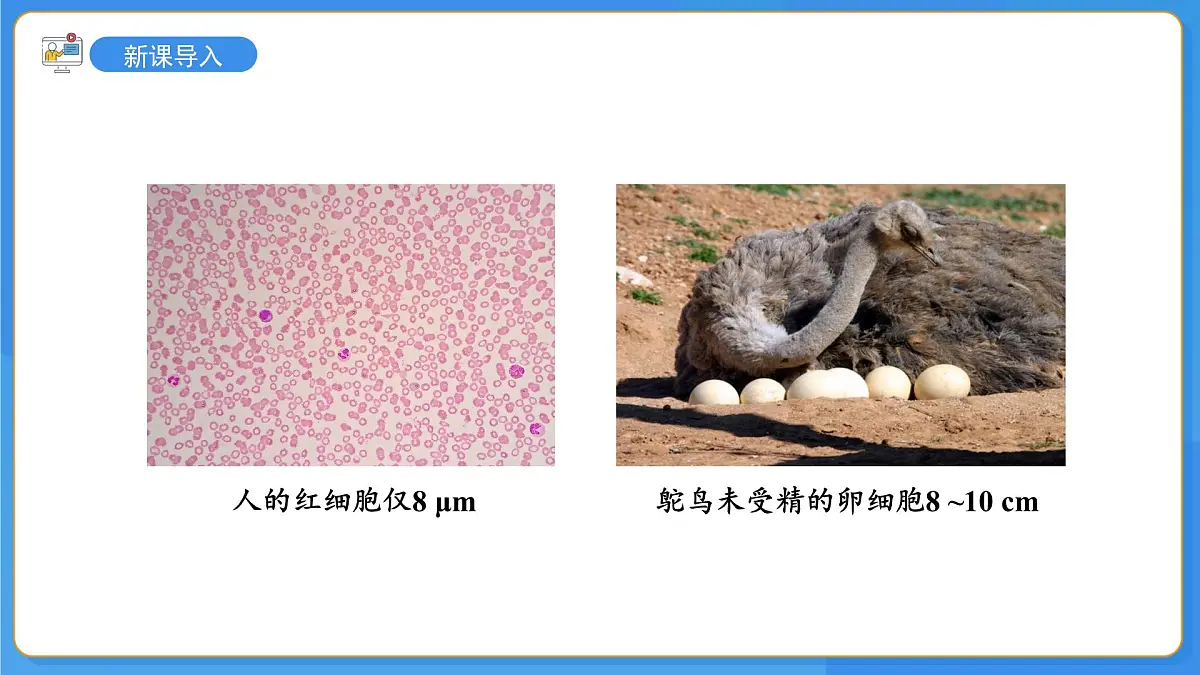 1.2.1 细胞是生物体结构和功能的基本单位 第1课时 课件第5页