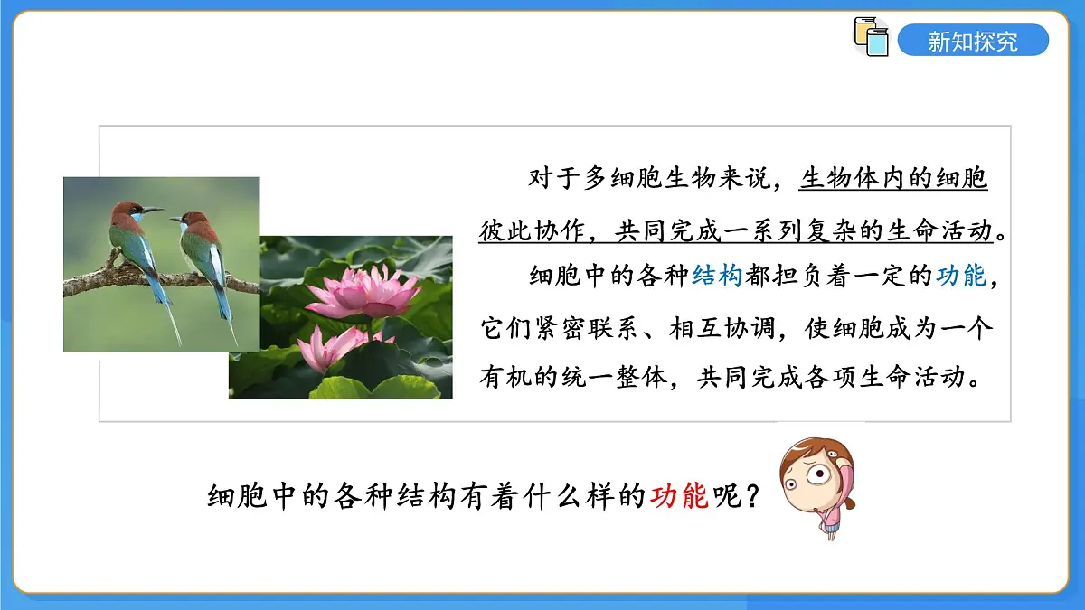 1.2.1 细胞是生物体结构和功能的基本单位 第3课时 课件第4页