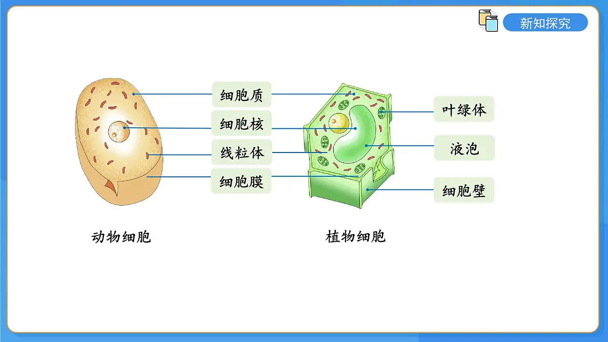 1.2.1 细胞是生物体结构和功能的基本单位 第3课时 课件第5页