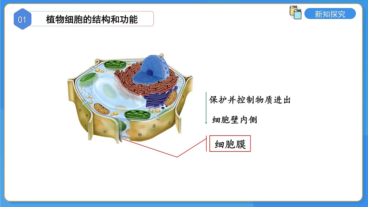 1.2.1 细胞是生物体结构和功能的基本单位 第3课时 课件第7页