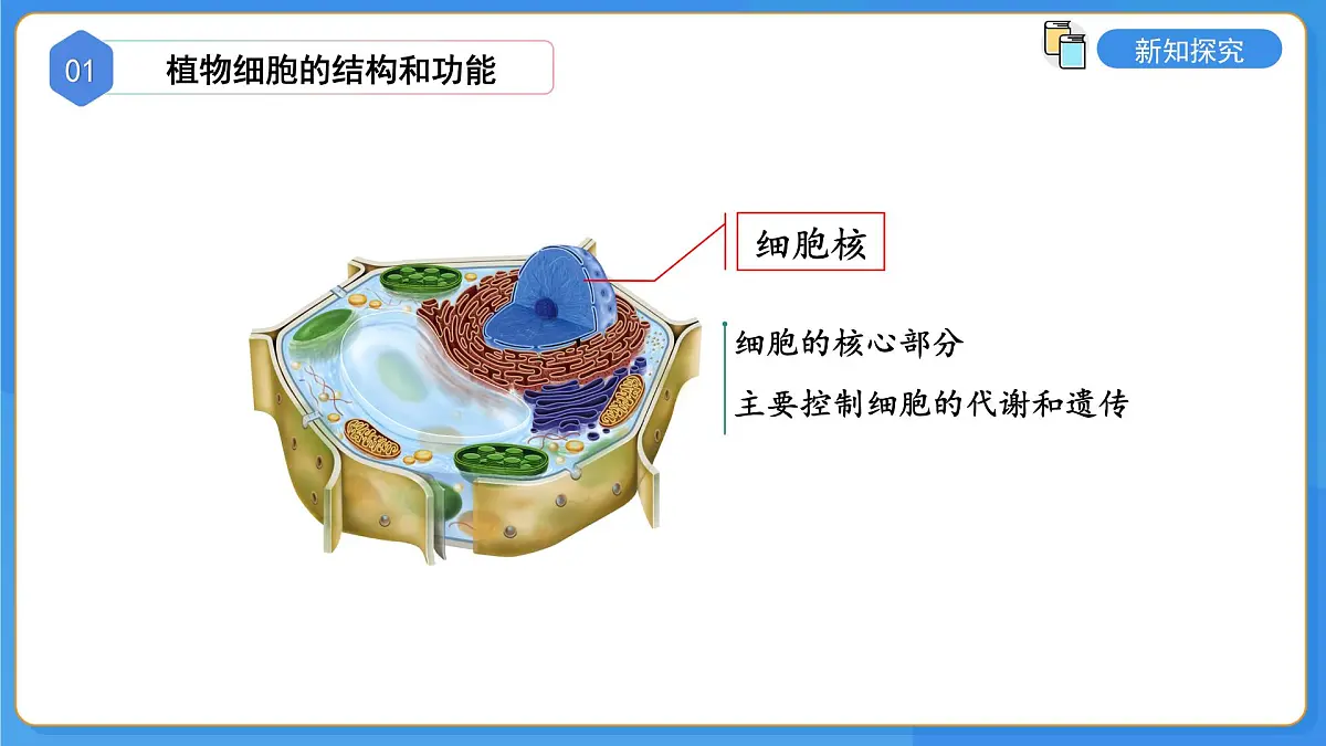 1.2.1 细胞是生物体结构和功能的基本单位 第3课时 课件第8页