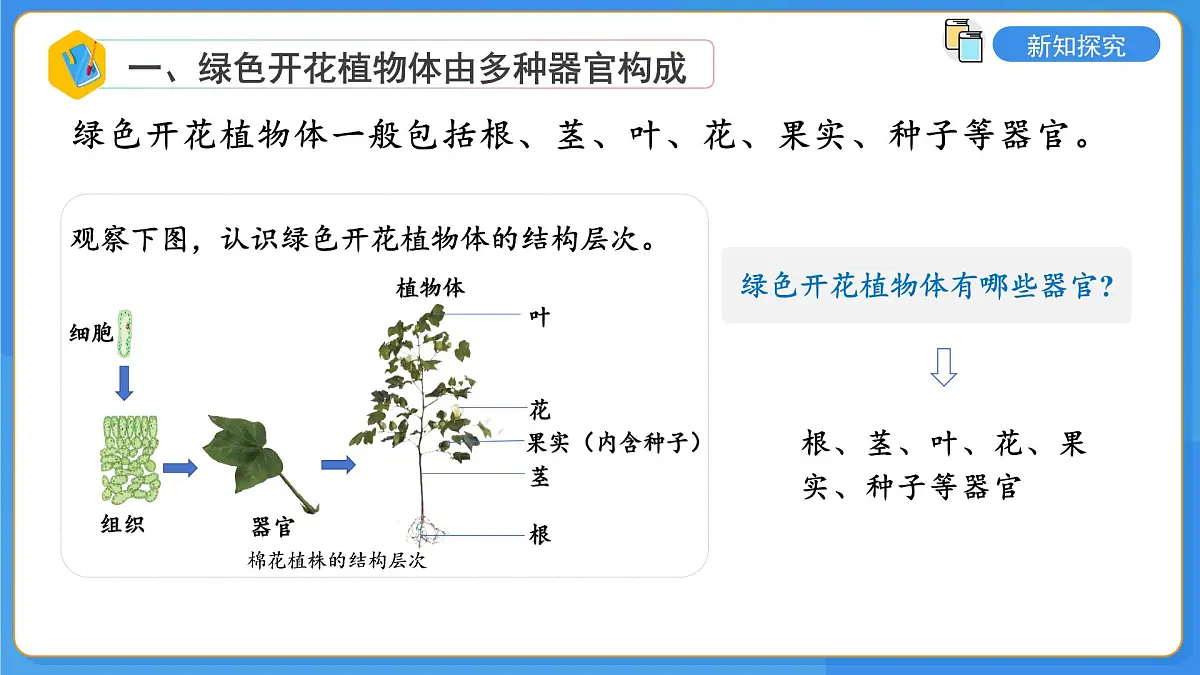 2.3第三节 生物体在结构和功能上是一个统一整体 课件第5页
