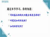 2025年人教版初中生物八年级上册第六章第一节 人体对外界环境的感知（2）课件+教案