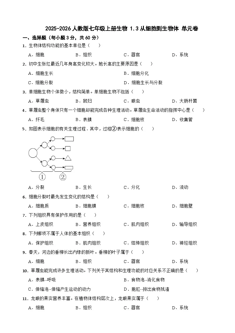 2025-2026人教版七年级上册生物 1.3从细胞到生物体 单元卷（有答案）第1页