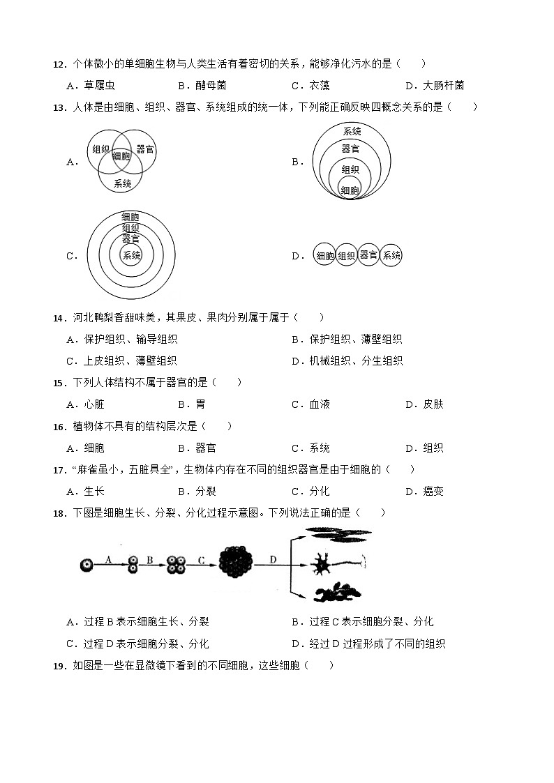 2025-2026人教版七年级上册生物 1.3从细胞到生物体 单元卷（有答案）第2页