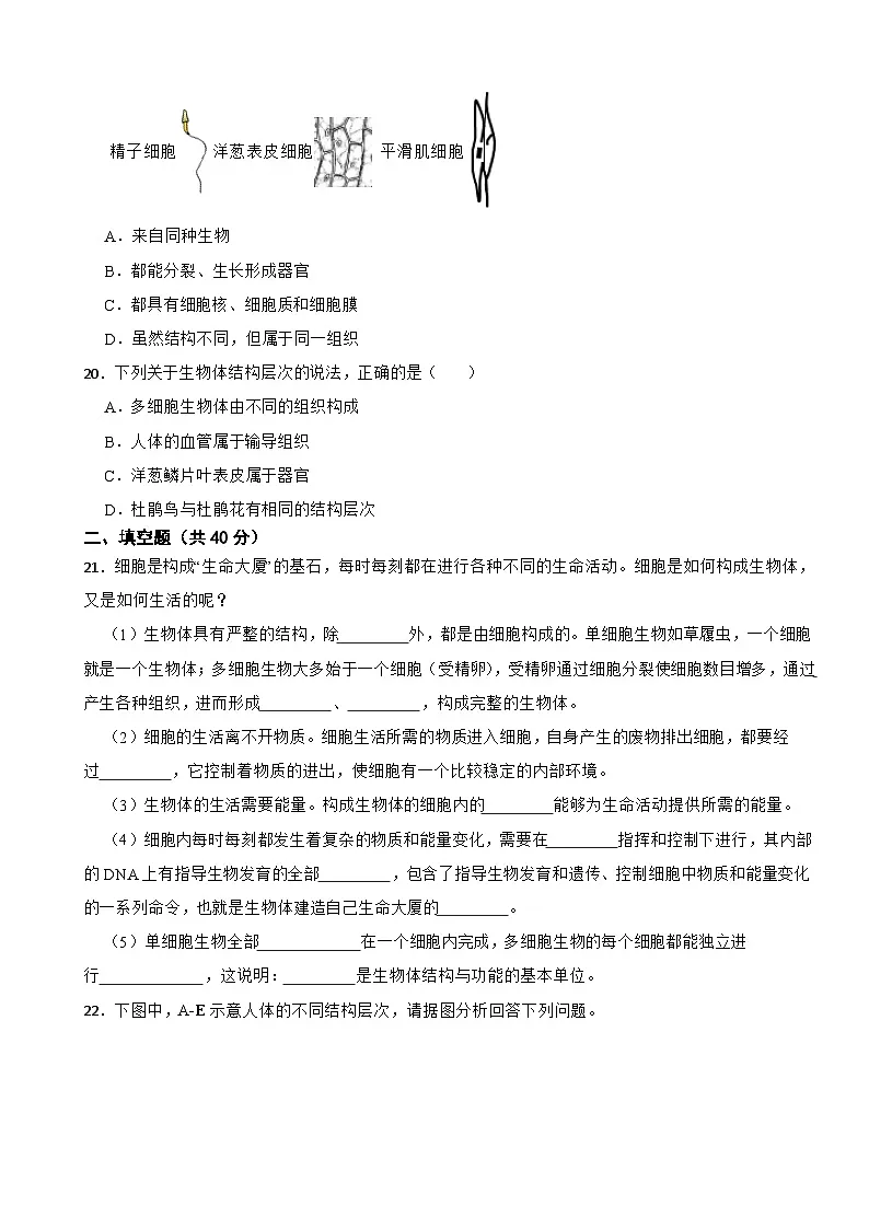2025-2026人教版七年级上册生物 1.3从细胞到生物体 单元卷（有答案）第3页