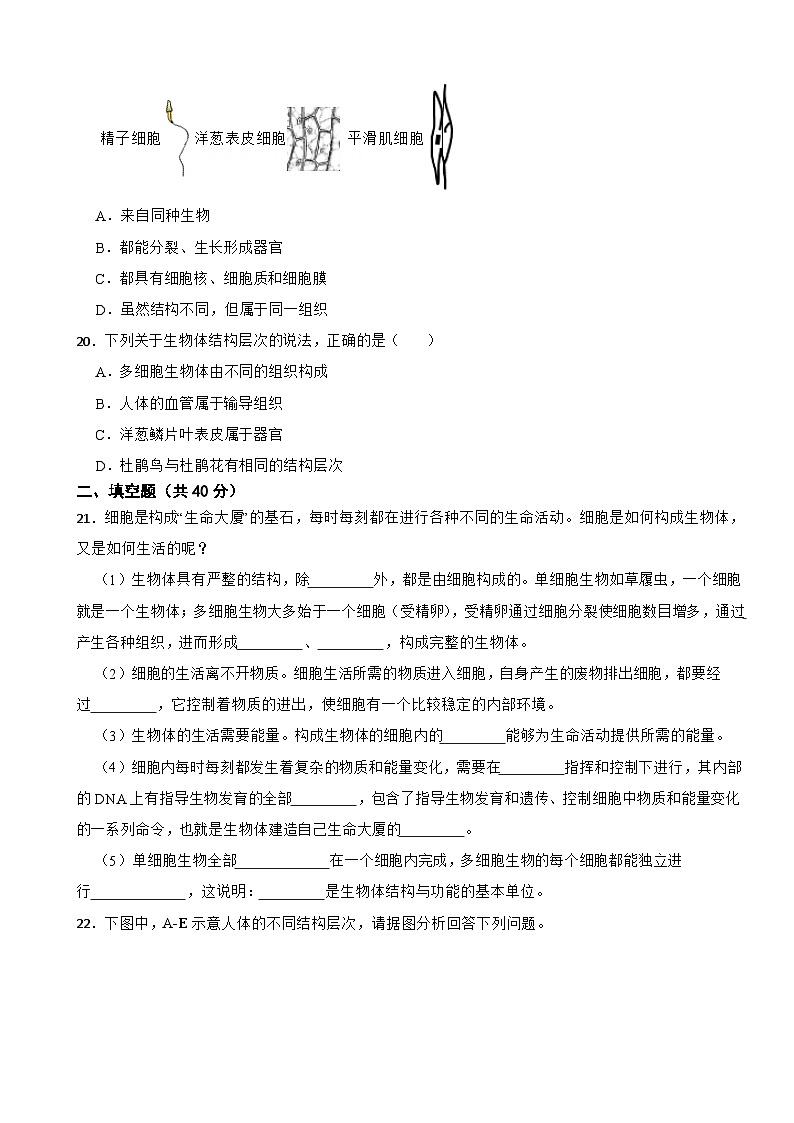 2025-2026人教版七年级上册生物 1.3从细胞到生物体 单元卷（有答案）第3页