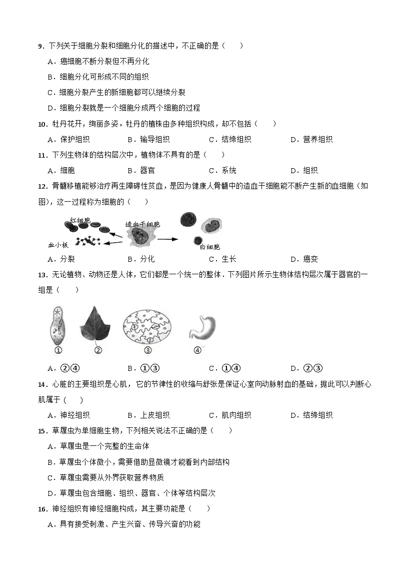 2025-2026人教版七年级上册生物 1.3从细胞到生物体 单元提高卷（有答案）第2页