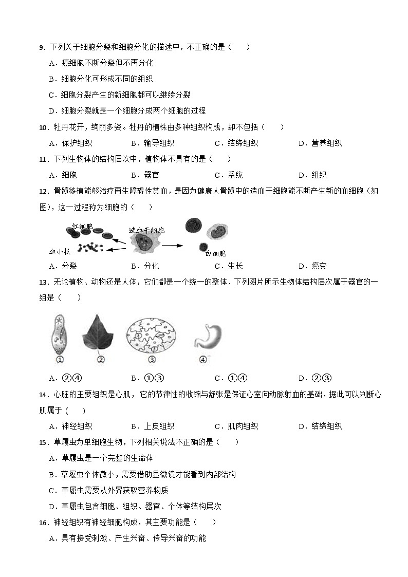 2025-2026人教版七年级上册生物 1.3从细胞到生物体 单元提高卷（有答案）第2页