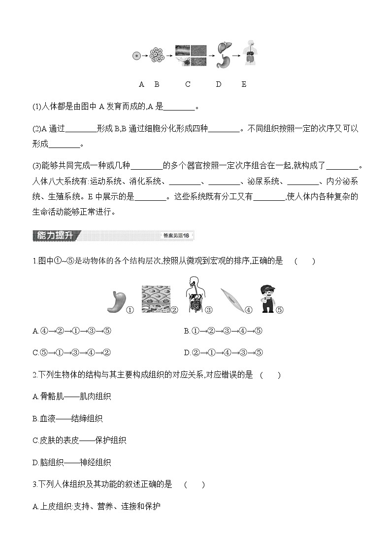 【新教材】初中生物学人教版七年级上册-1.3.2 动物体的结构层次 同步练习（含答案）第3页