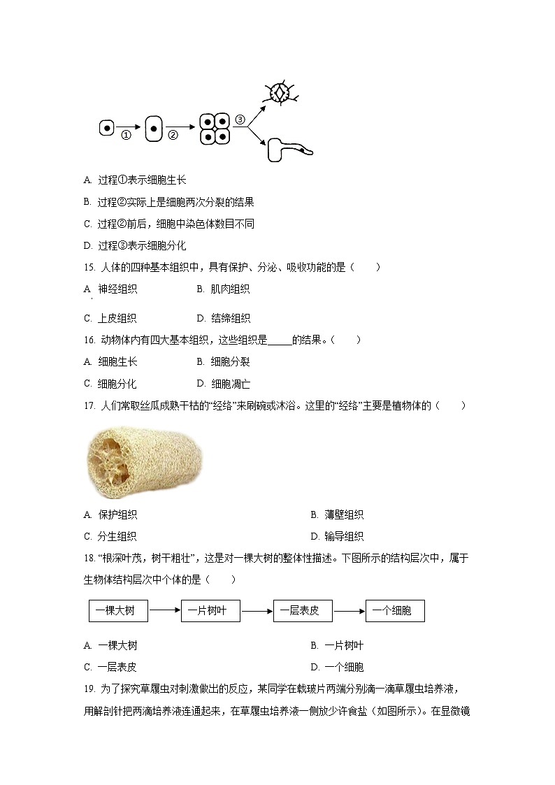 新疆和田地区皮山县2024-2025学年七年级上学期11月月考（B卷）生物试卷（学生版）第3页