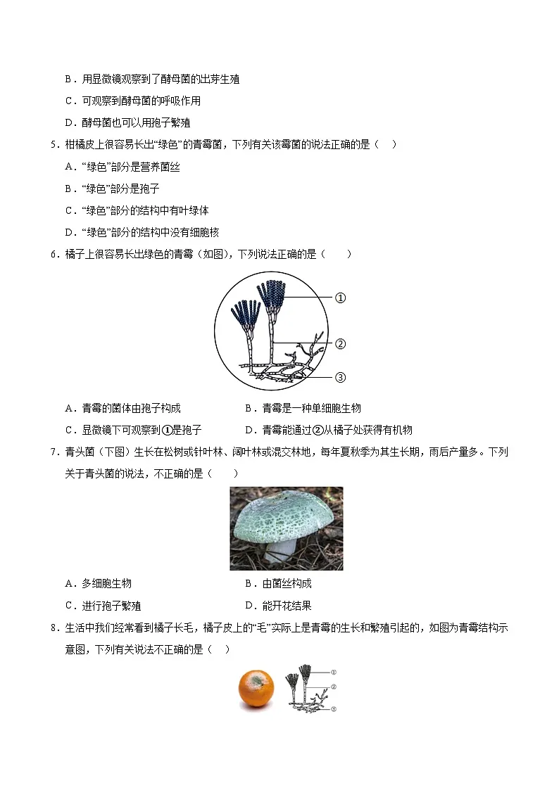 9.2 真菌（原卷版）第2页