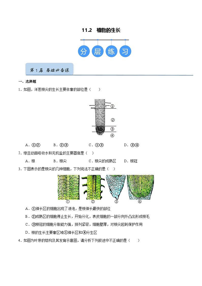 11.2 植物的生长（原卷版）第1页