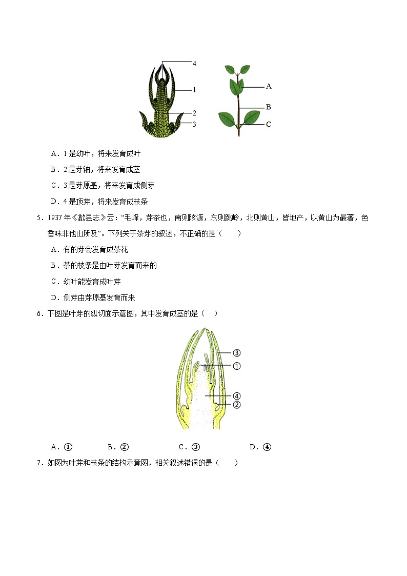 11.2 植物的生长（原卷版）第2页