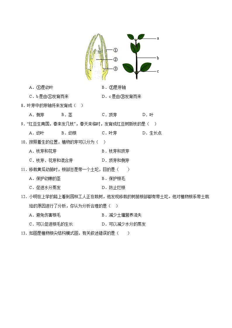 11.2 植物的生长（原卷版）第3页