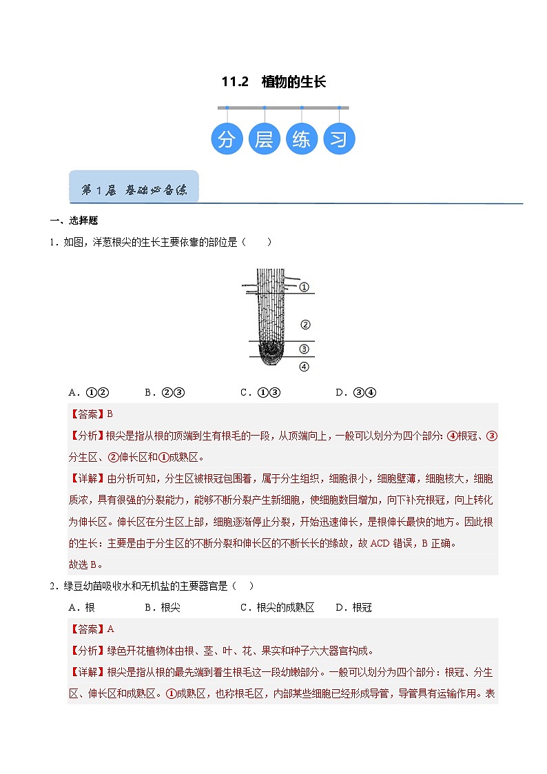 11.2 植物的生长（解析版）第1页