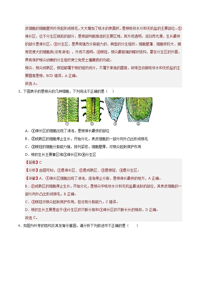 11.2 植物的生长（解析版）第2页