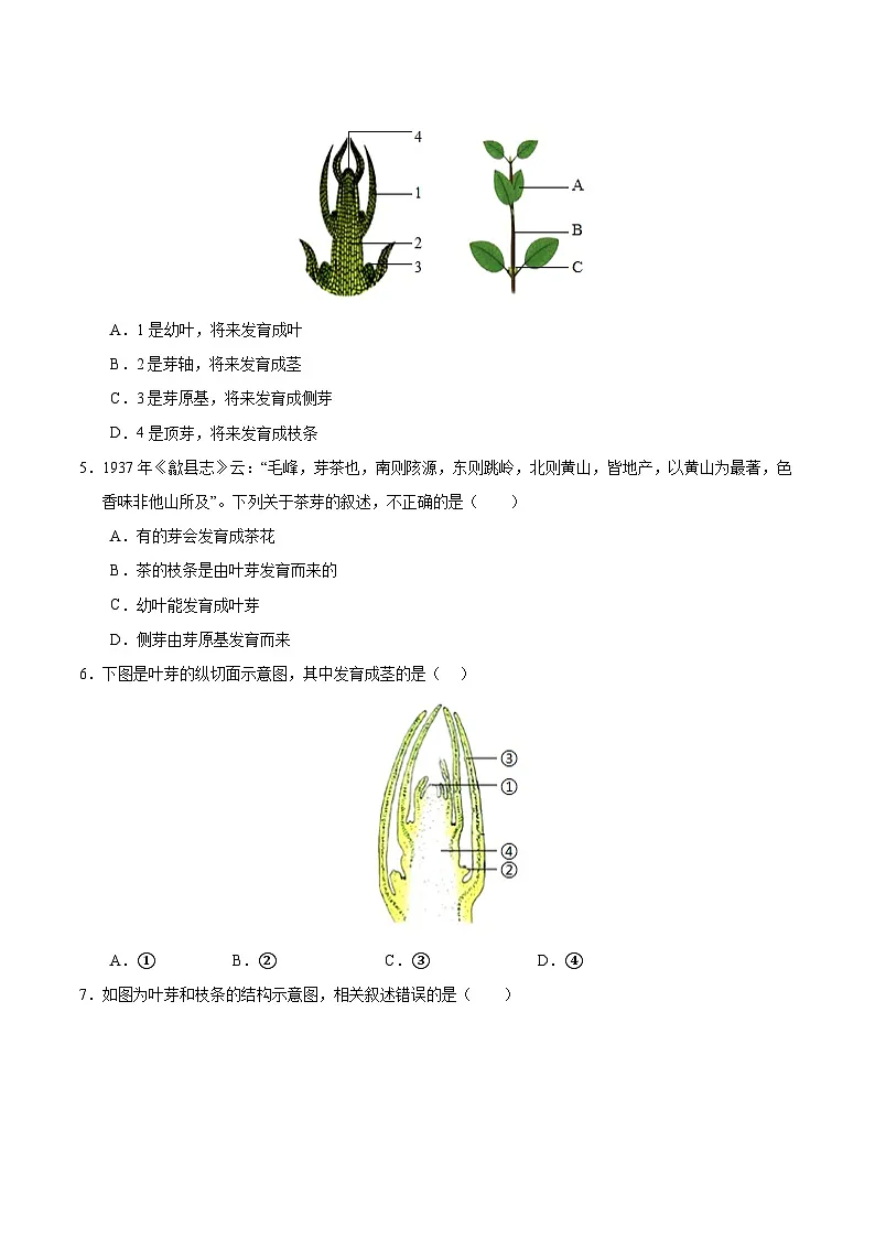 11.2 植物的生长（原卷版）第2页