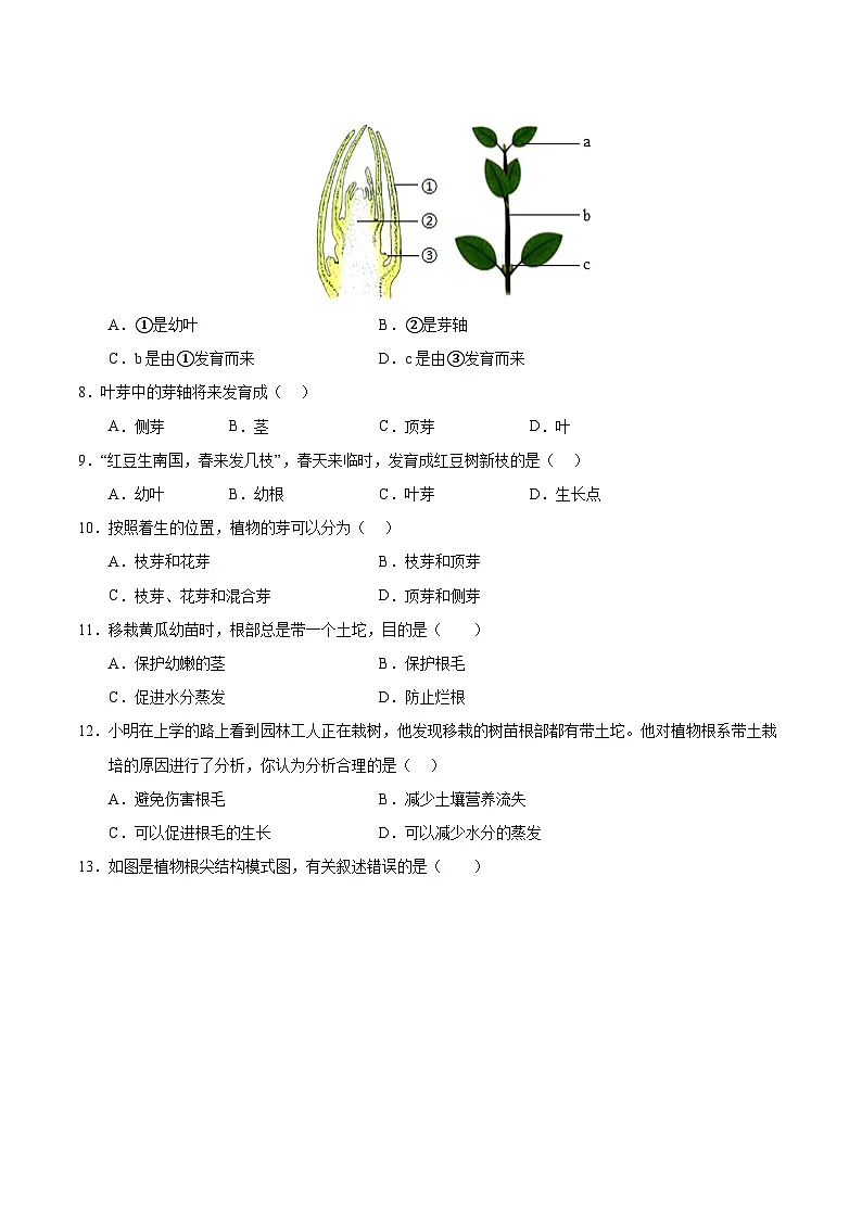 11.2 植物的生长（原卷版）第3页