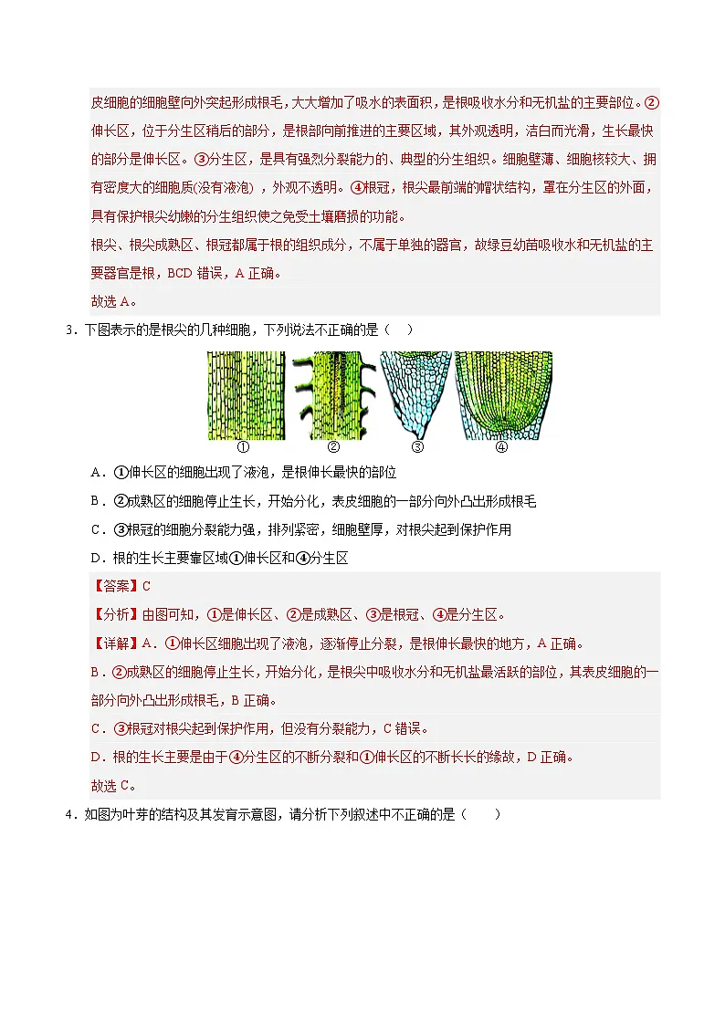 11.2 植物的生长（解析版）第2页