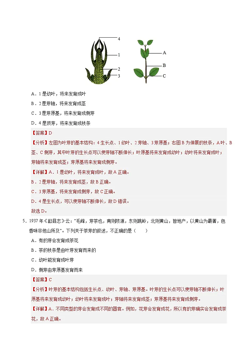 11.2 植物的生长（解析版）第3页