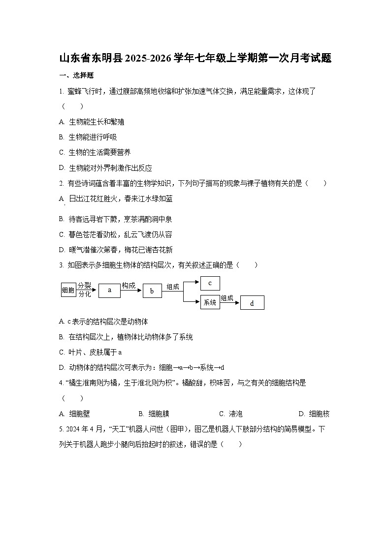 山东省东明县2025-2026学年七年级上学期第一次月考生物试题（学生版）第1页