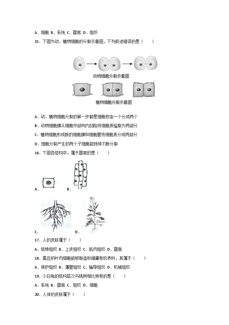 人教版（2024）七年级上册生物第一单元第三章《从细胞到生物体》测试卷（含答案解析）第3页