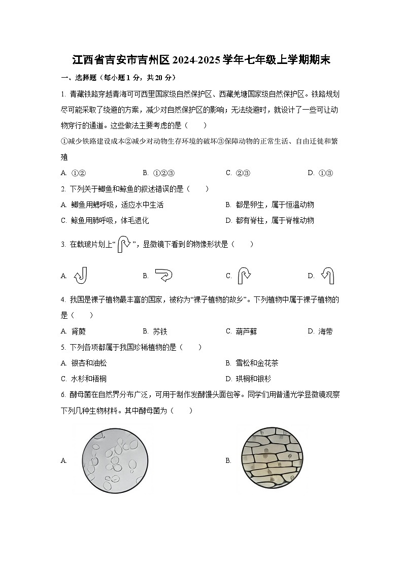 江西省吉安市吉州区2024-2025学年七年级上学期期末生物试卷（学生版）第1页