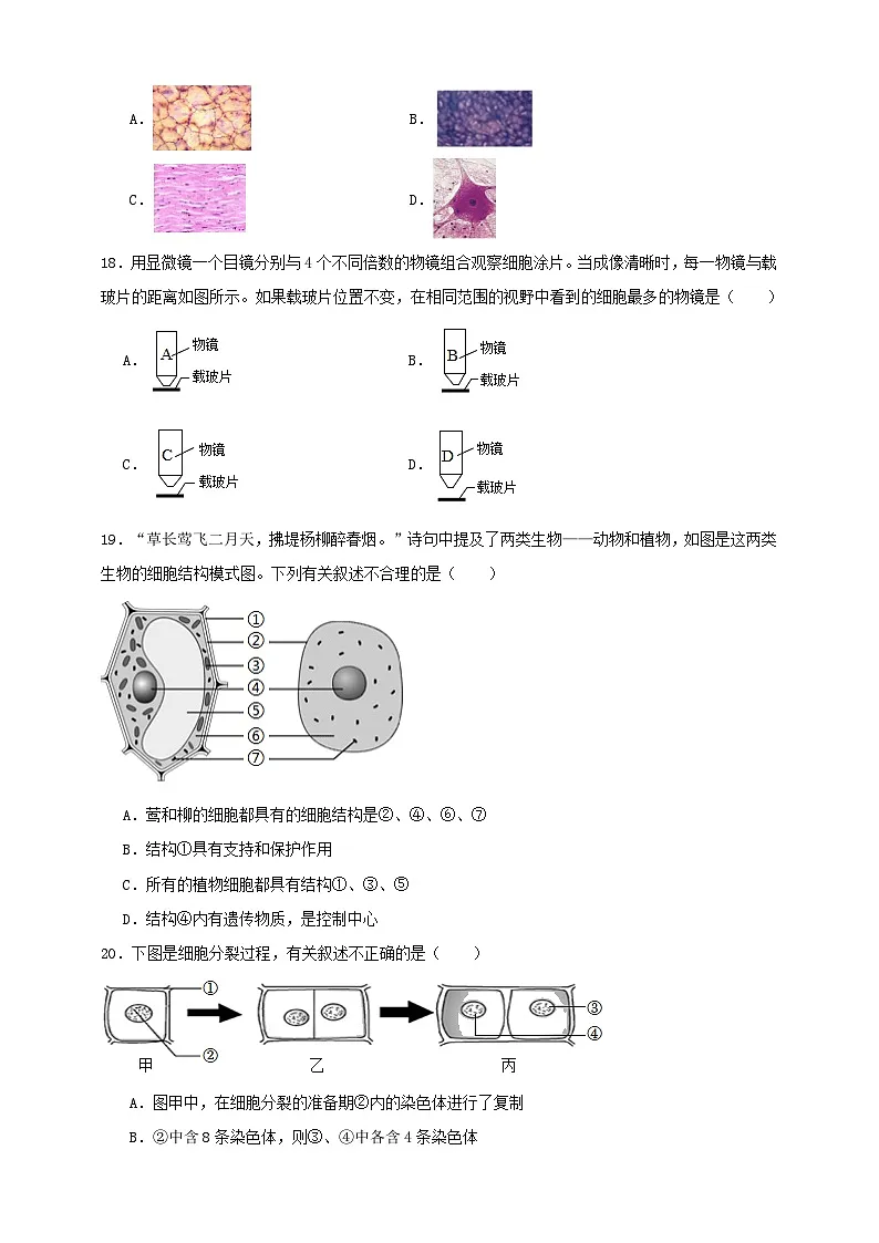 2025秋（冀少版）生物七年级上册期中试卷（二）（原卷版）第3页