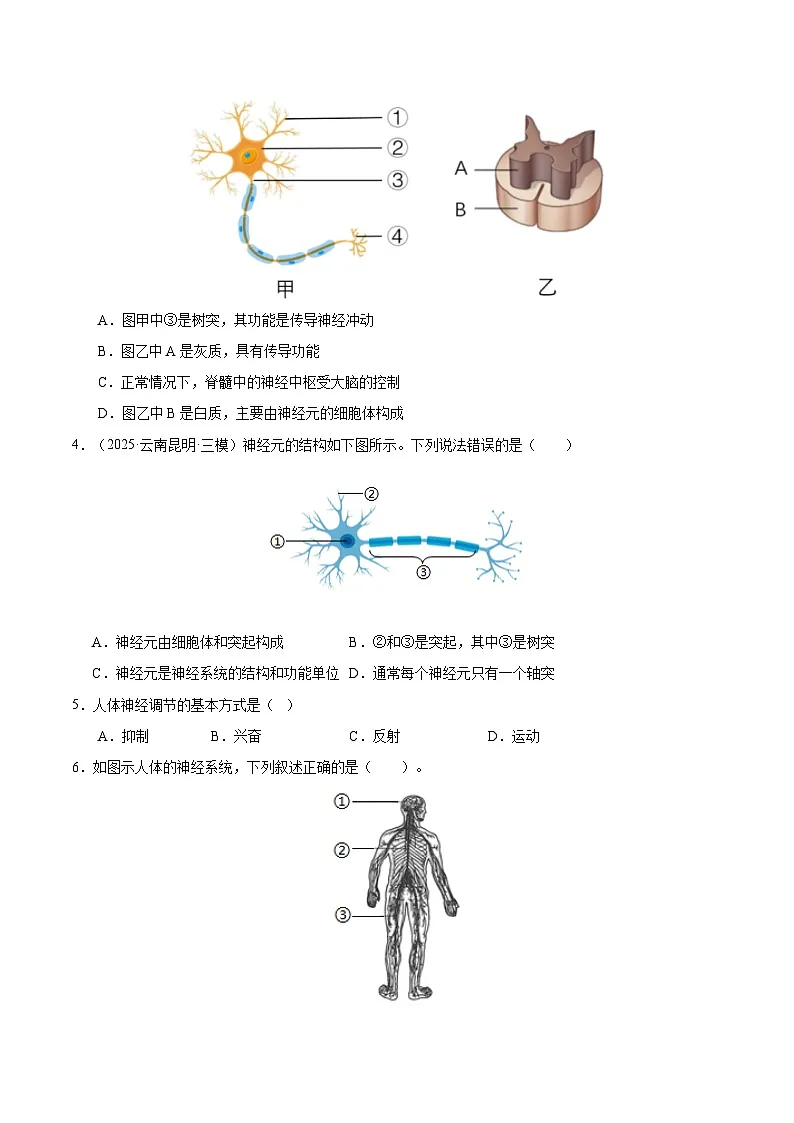 6.1.2 神经系统是神经调节的结构基础（分层作业）（原卷版）第2页
