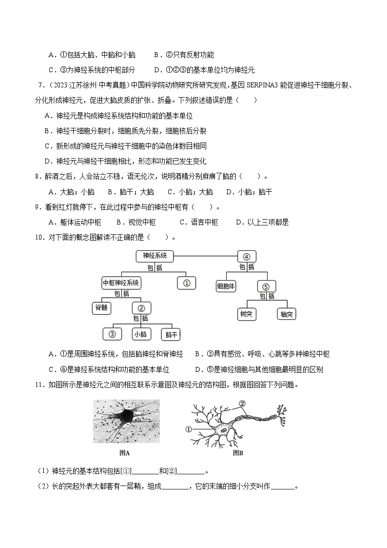 6.1.2 神经系统是神经调节的结构基础（分层作业）（原卷版）第3页