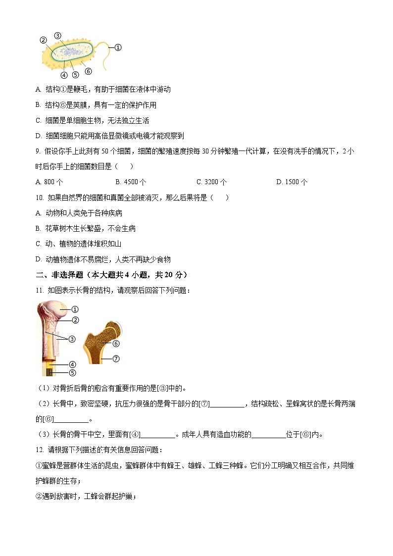 安徽省宿州市灵璧县第六中学2024-2025学年八年级上学期期中生物学试题（含答案）第3页