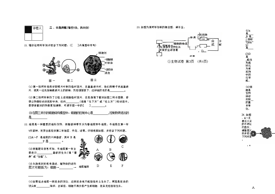 吉林省松原市宁江区三校2025—2026学年度上学期期中测试   七年级生物（含答案）第3页