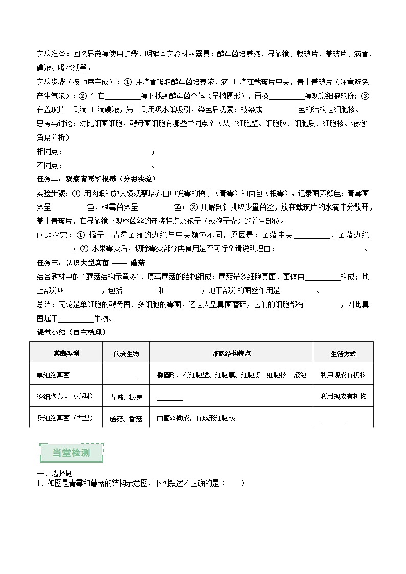 2.3.3 真菌是真核生物 第1课时（原卷版）（导学案）生物济南版2024七年级上册第2页
