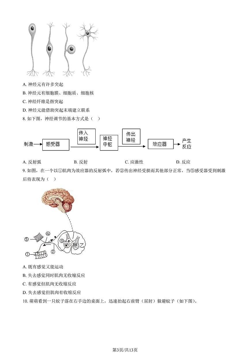 2025北京理工大附中初二（上）期中生物（教师版）试卷第3页