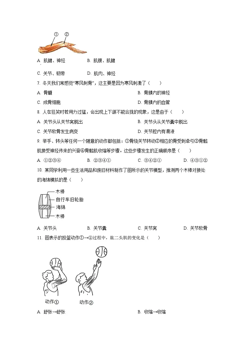 广东省揭阳市揭西县2024-2025学年八年级上学期期中生物试卷（学生版）第2页