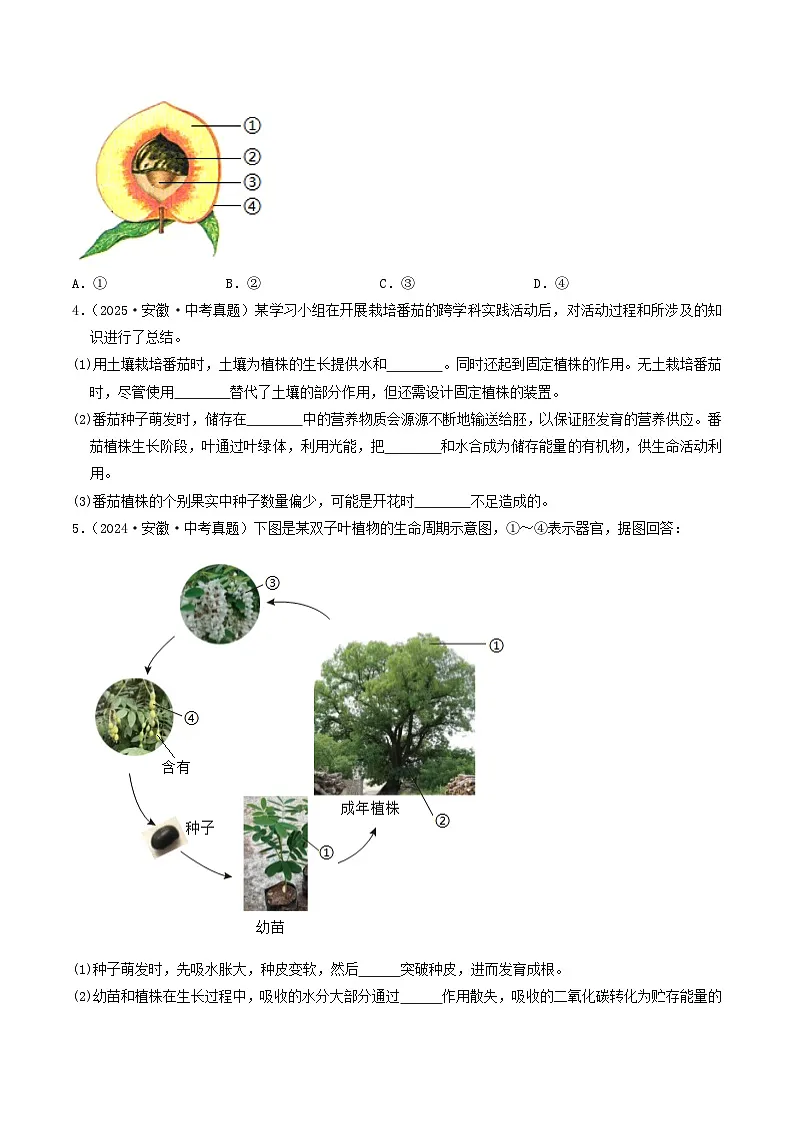 专题04 生物圈中的绿色植物（原卷版） 第2页