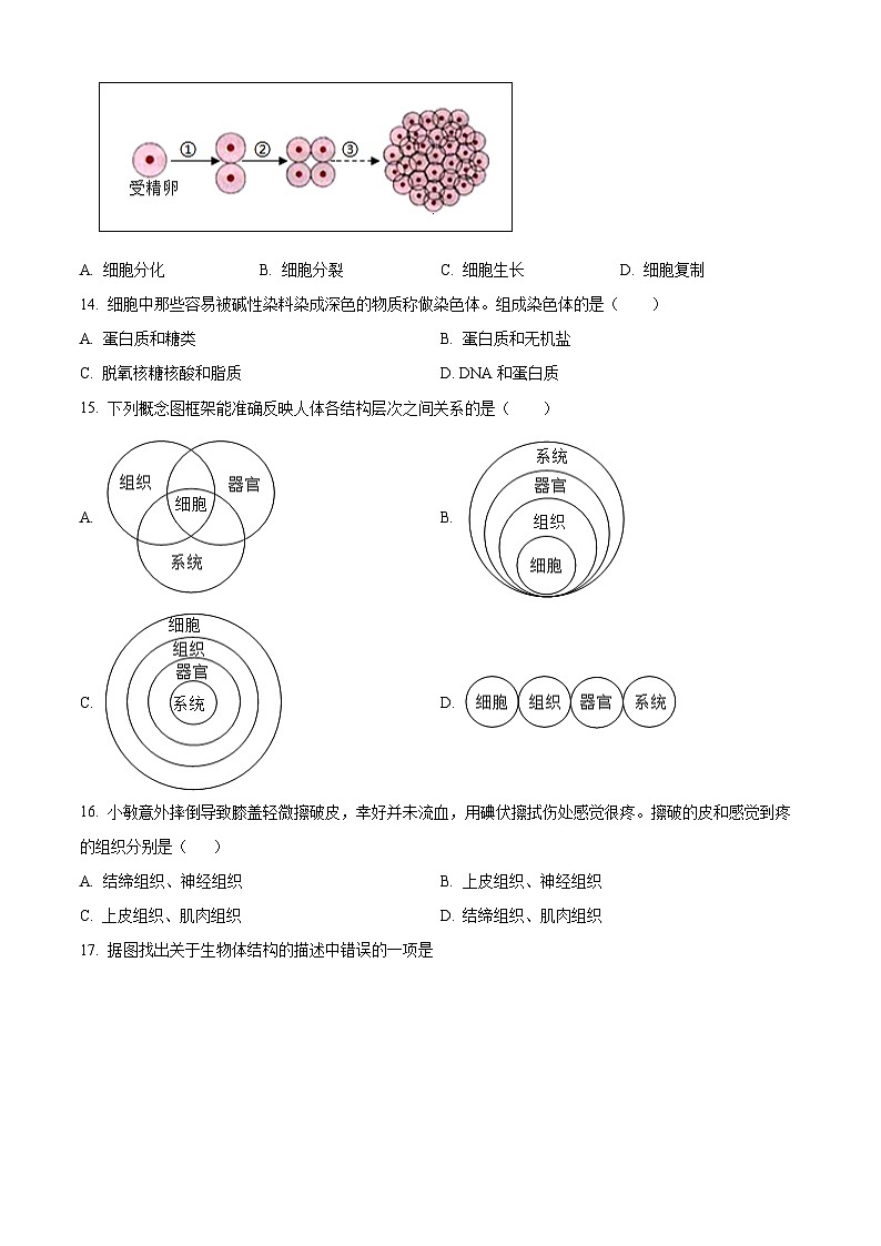 新疆伊犁哈萨克自治州伊宁县2025-2026学年七年级上学期期中生物学试题（含答案）第3页