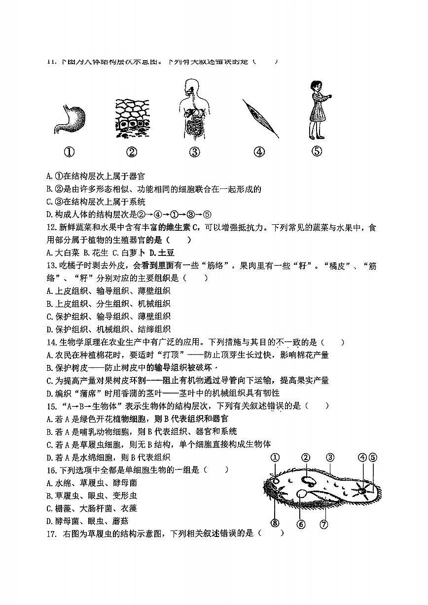 2025年哈尔滨市虹桥中学七年级上学期生物期中试卷及答案第3页
