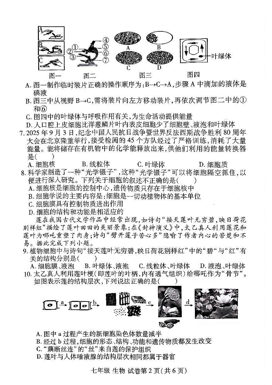 洛阳市伊滨区 2025-2026学年七年级上学期期中生物试卷及答案第2页