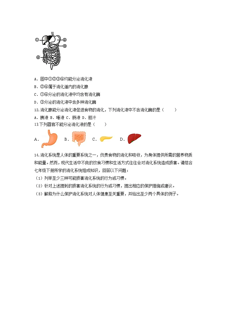 【核心素养】冀少版初中生物七下 3.1.1消化系统的组成 分层作业（含答案）第2页