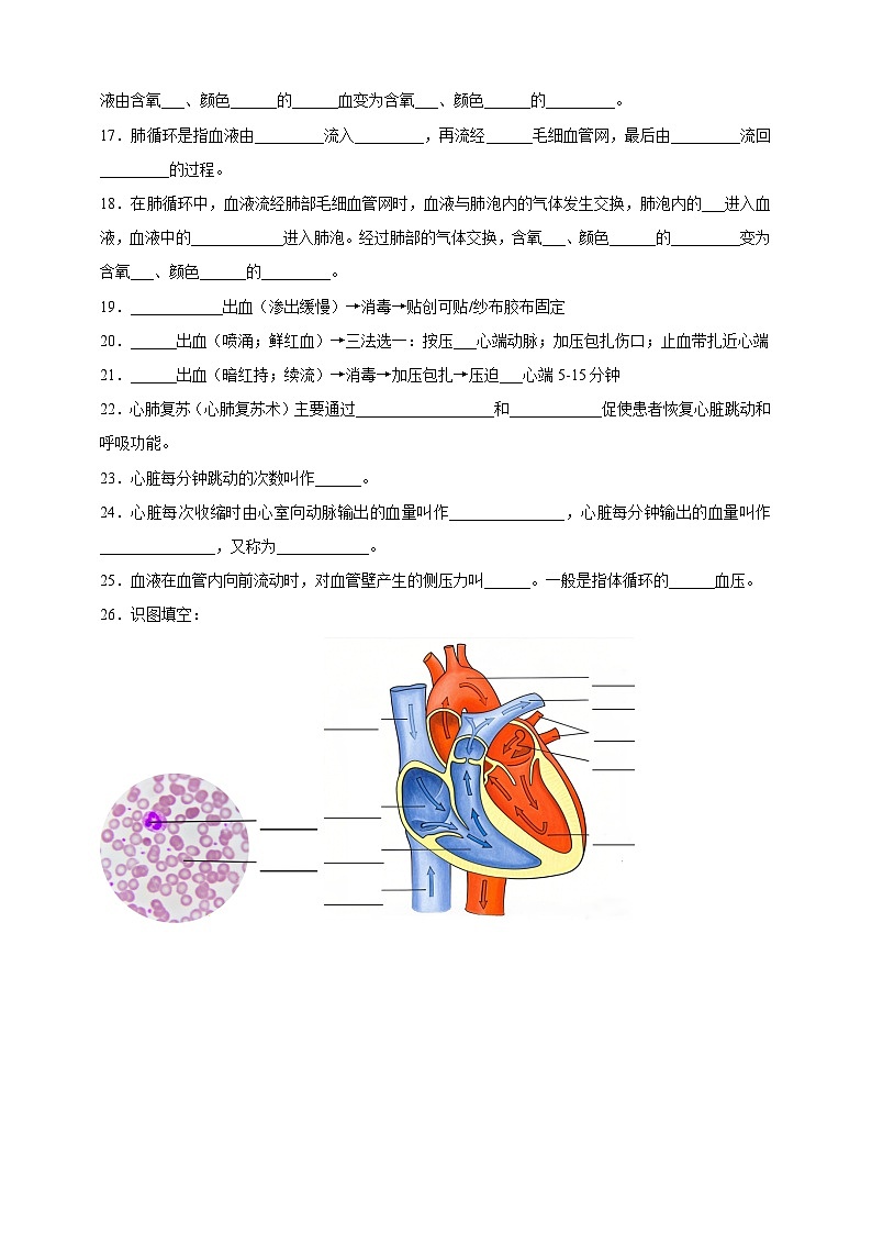 4.7人体的物质运输 知识清单--北师大版初中生物七下（含答案）第2页
