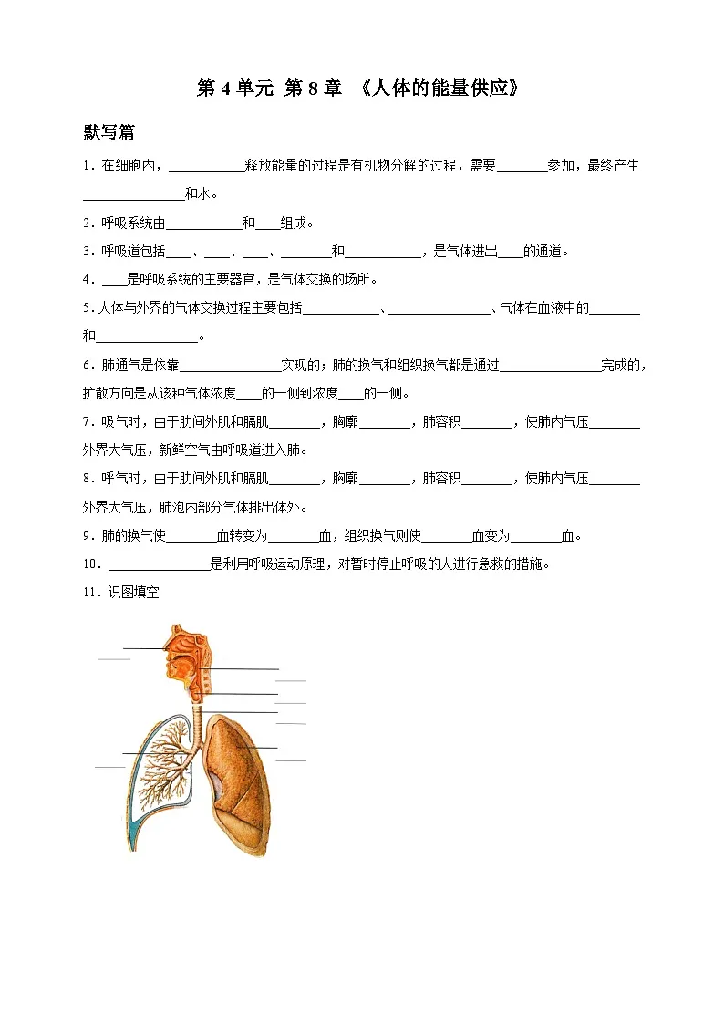 4.8 人体的能量供应 知识清单--北师大版初中生物七下（含答案）第1页