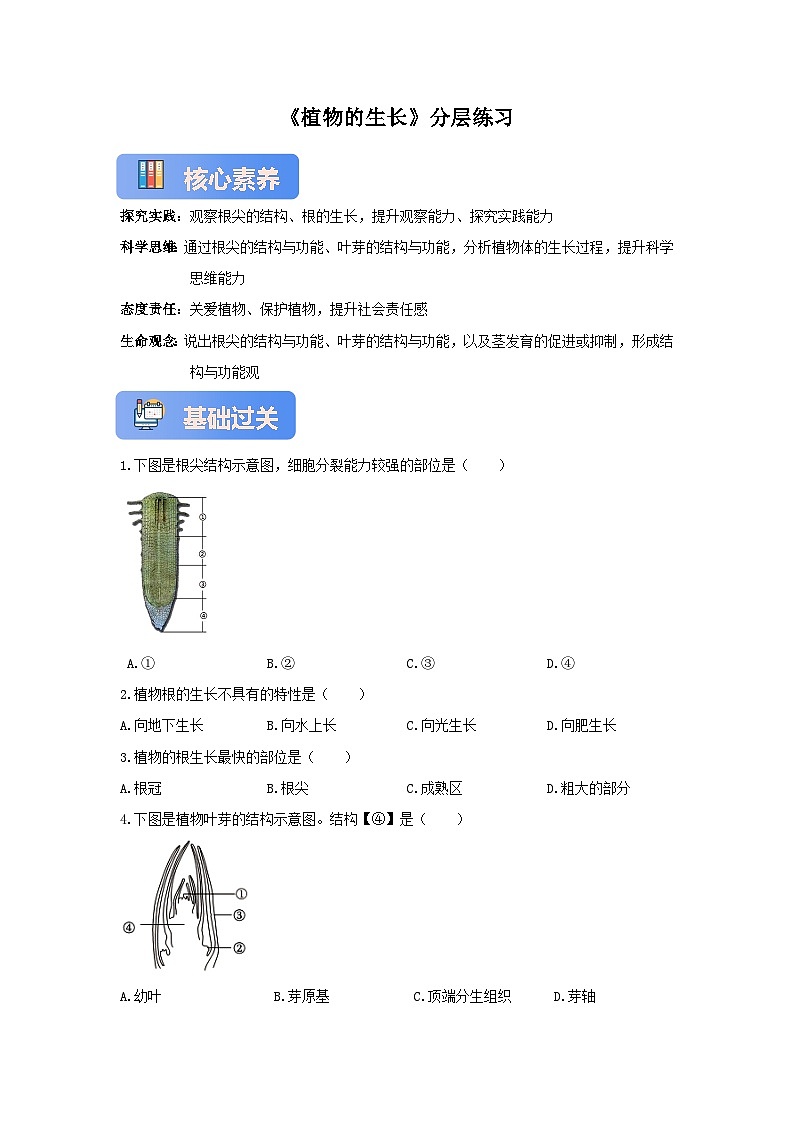 苏教版初中生物七下 4.9.2植物的生长 分层练习（含答案）第1页