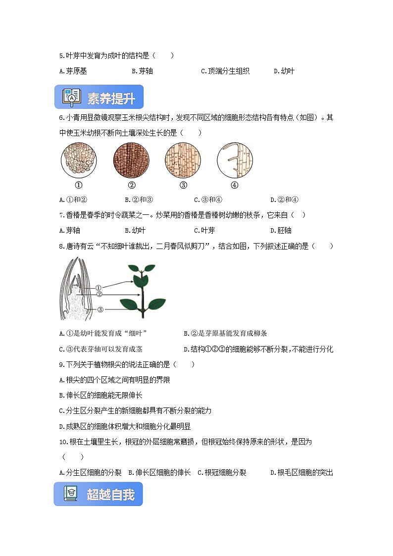 苏教版初中生物七下 4.9.2植物的生长 分层练习（含答案）第2页