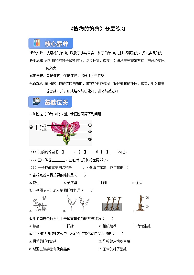 苏教版初中生物七下 4.9.3植物的繁殖 分层练习（含答案）第1页