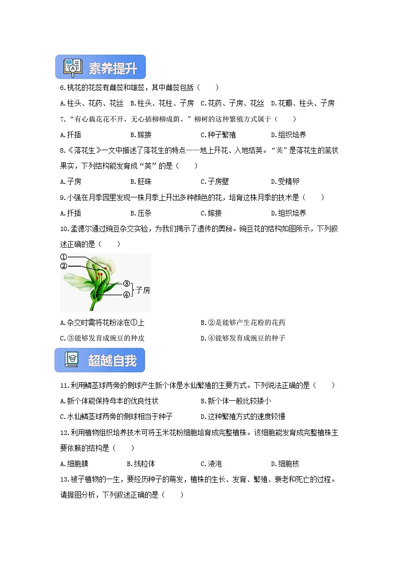 苏教版初中生物七下 4.9.3植物的繁殖 分层练习（含答案）第2页